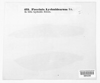 Puccinia lychnidearum image